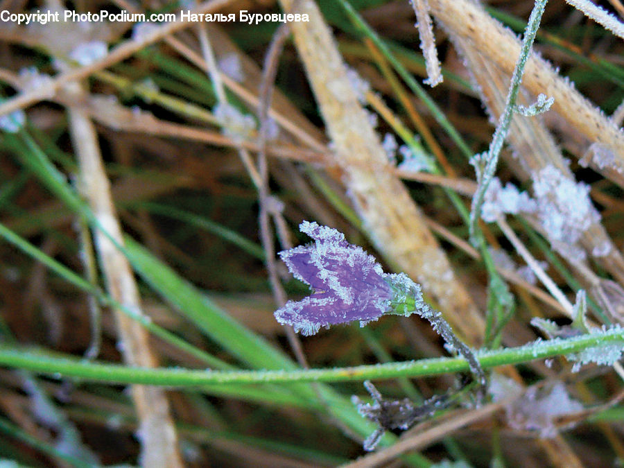 Frost, Ice, Outdoors, Snow, Blossom, Flora, Flower
