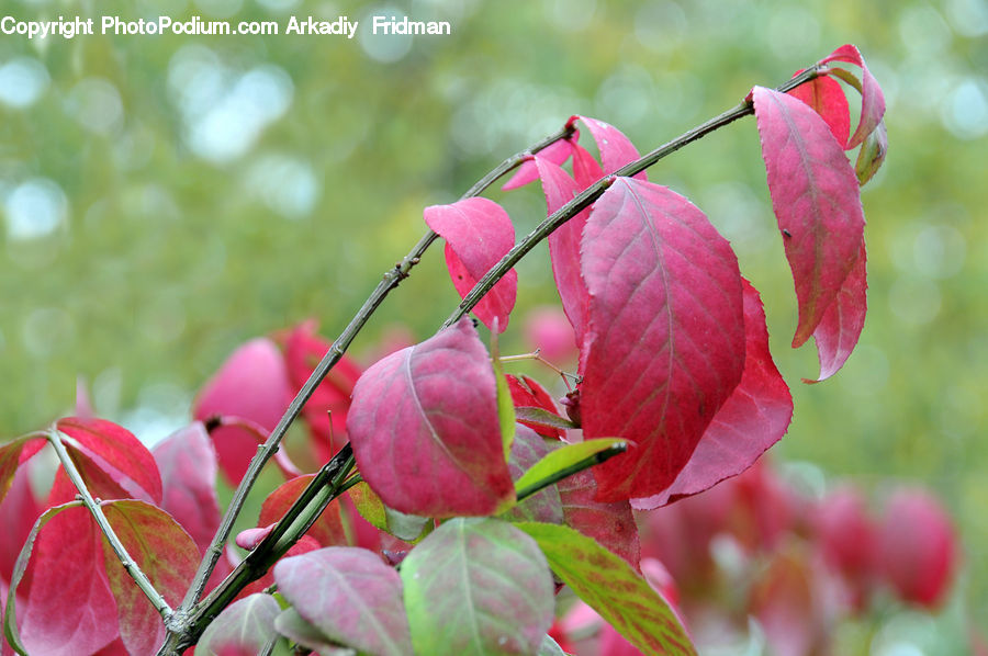 Blossom, Flora, Flower, Plant, Bud, Cherry, Fruit