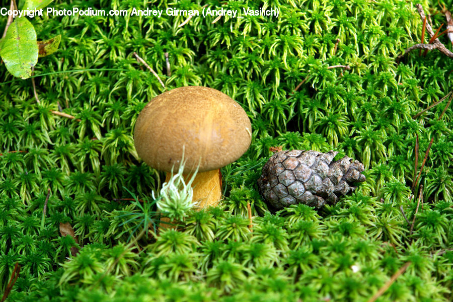 Agaric, Amanita, Fungus, Mushroom, Plant, Conifer, Fir