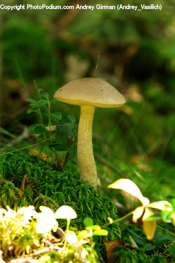 Agaric, Amanita, Fungus, Mushroom, Plant, Algae, Blossom
