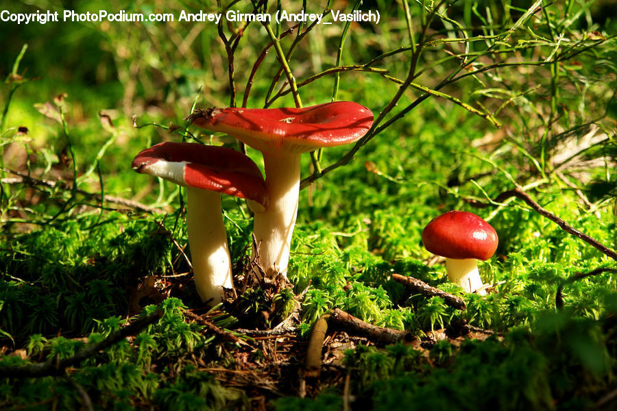 Agaric, Mushroom, Plant, Amanita, Fungus, Forest, Jungle