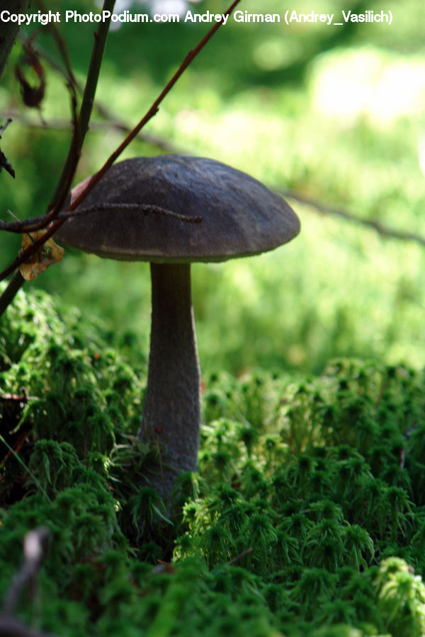 Agaric, Amanita, Fungus, Mushroom, Plant, Vine, Oak