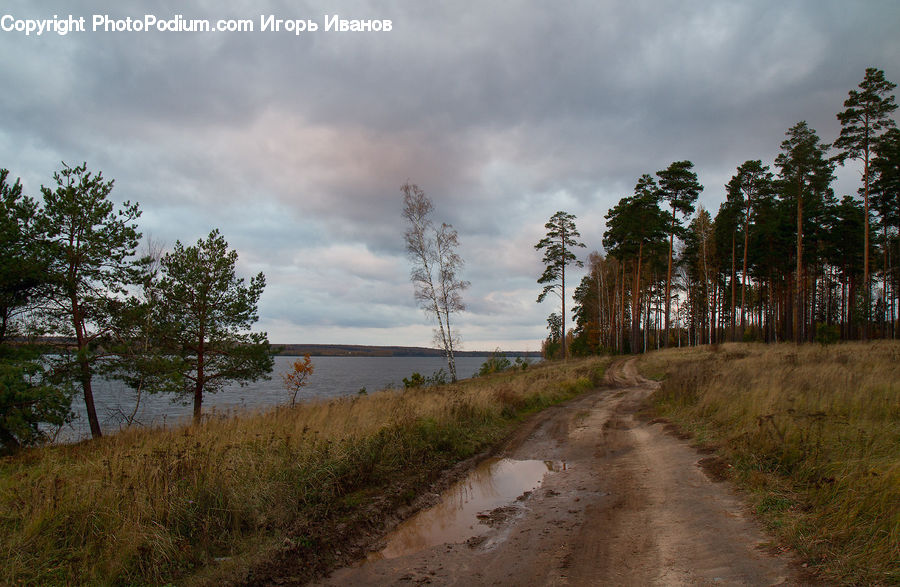 Dirt Road, Gravel, Road, Plant, Tree, Forest, Vegetation