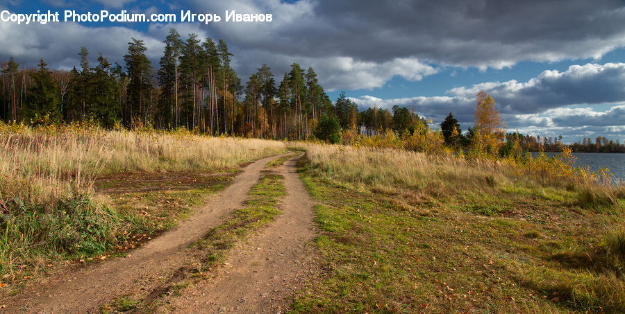 Dirt Road, Gravel, Road, Field, Grass, Grassland, Plant