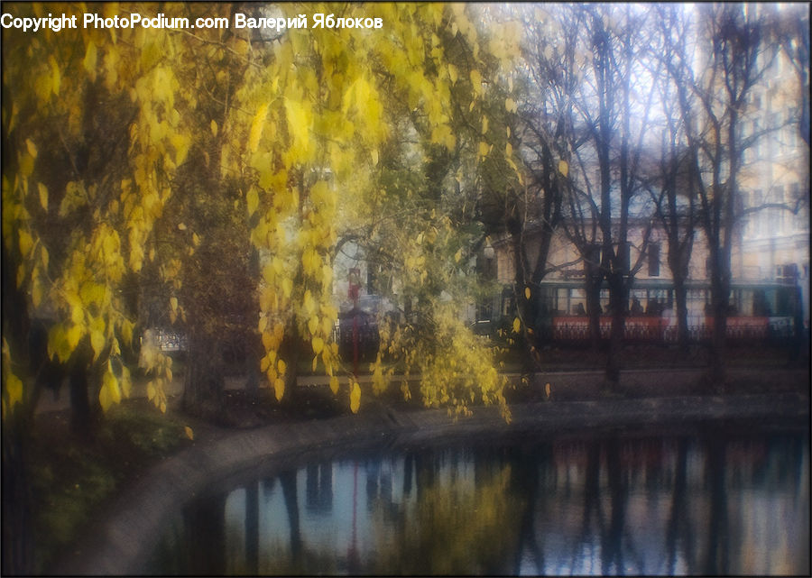 Plant, Tree, Willow, Forest, Vegetation, Land, Marsh