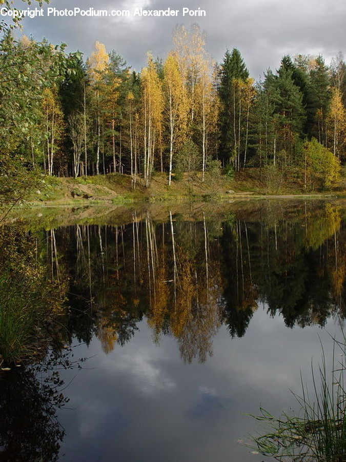 Plant, Potted Plant, Outdoors, Pond, Water, Land, Marsh