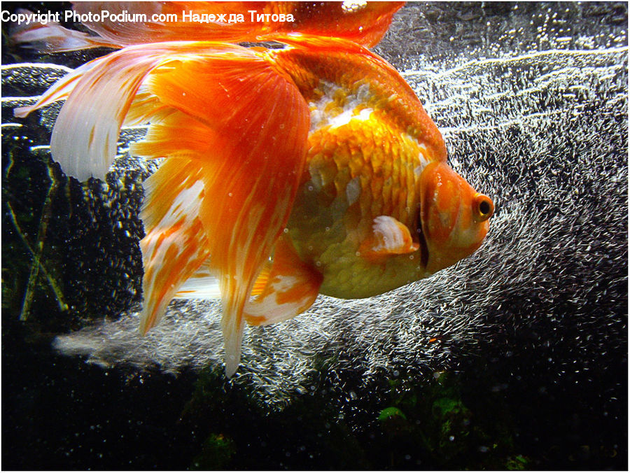 Fish, Sea Life, Carp, Goldfish, Food, Seafood, Invertebrate