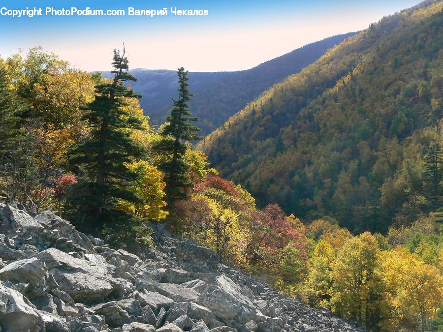 Crest, Mountain, Outdoors, Peak, Conifer, Fir, Plant
