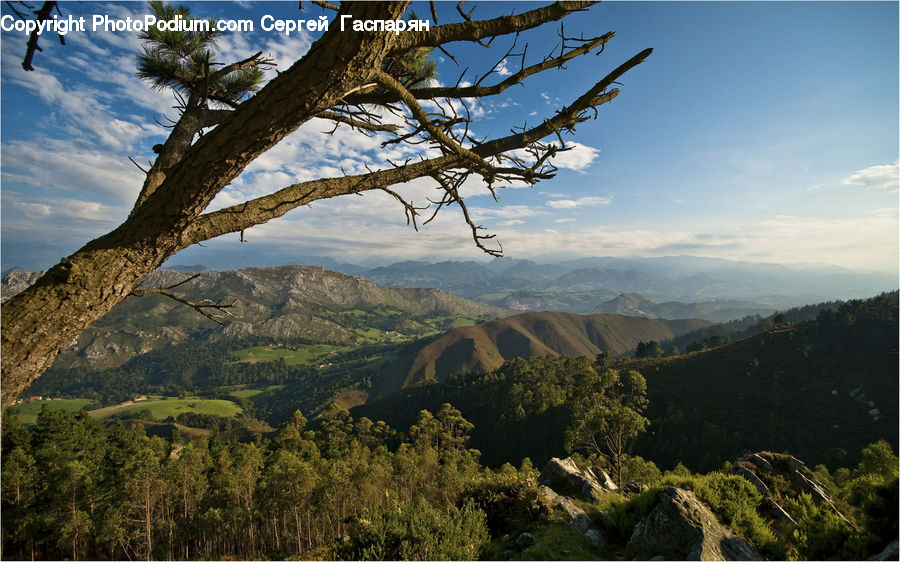 Plant, Tree, Palm Tree, Mountain, Outdoors, Valley, Conifer