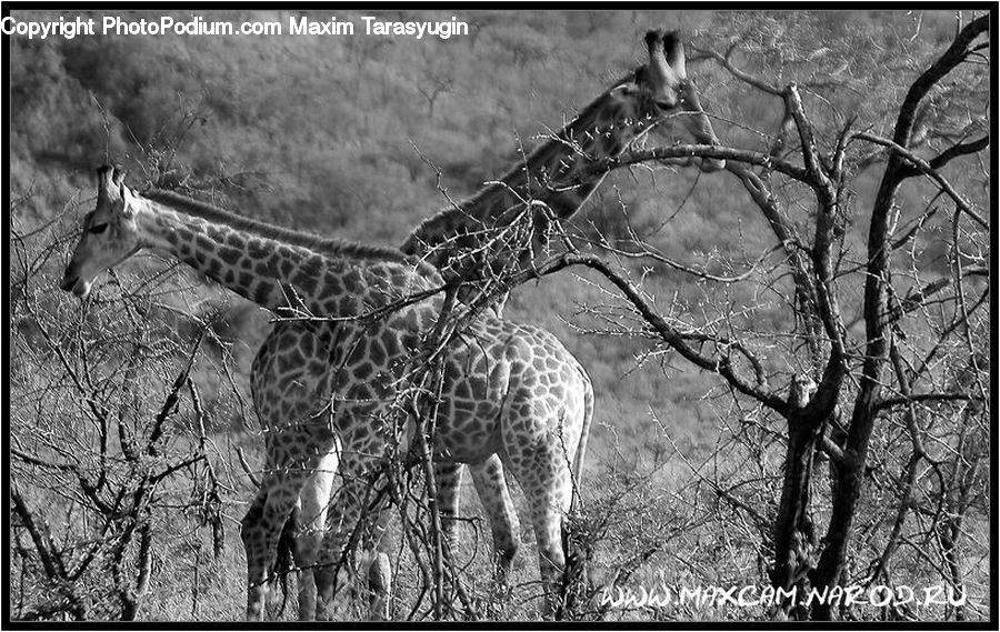 Animal, Giraffe, Mammal, Deer, Wildlife, Antelope