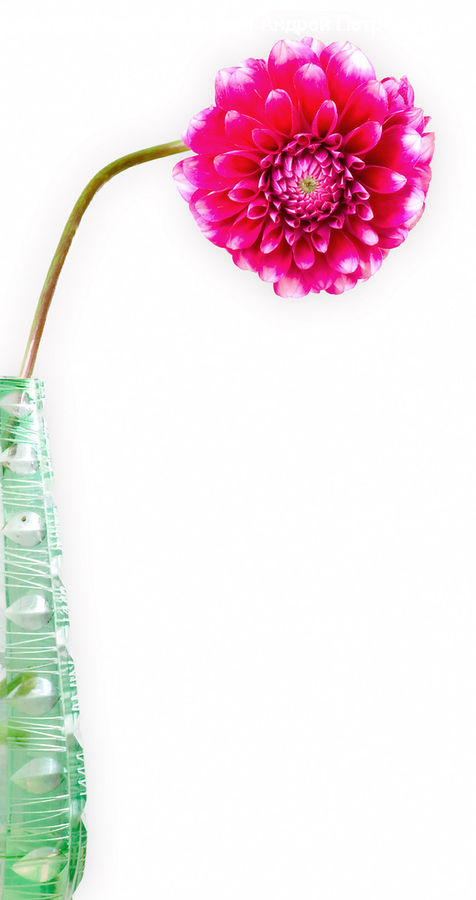 Blossom, Dahlia, Flora, Flower, Plant, Bottle, Accessories