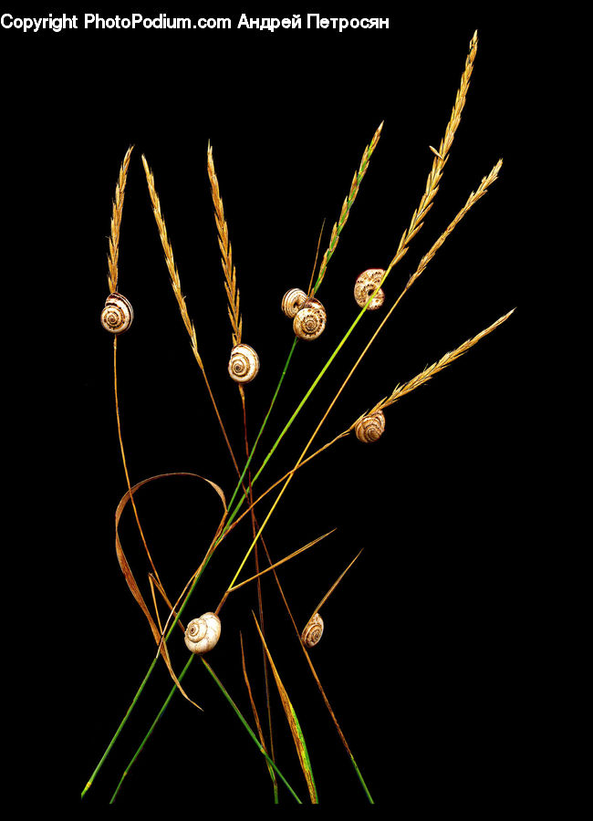 Dill, Plant, Weed, Blossom, Flora, Flower, Geranium
