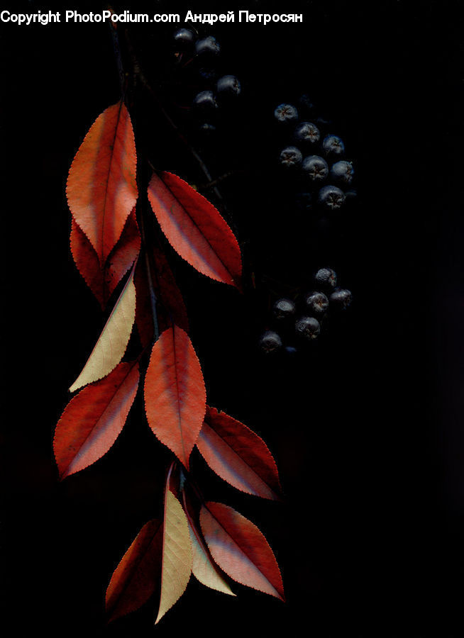 People, Person, Human, Blueberry, Fruit, Flora, Flower