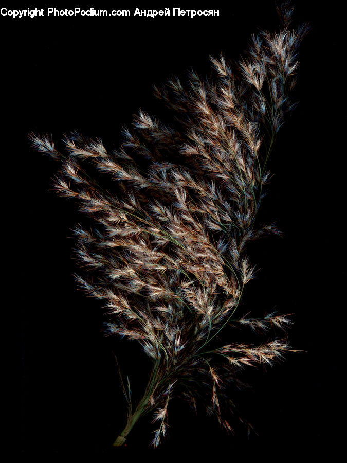 Fireworks, Night, Field, Grass, Grassland, Plant, Fractal