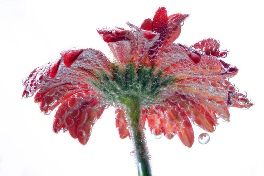 Blossom, Flora, Flower, Geranium, Plant, Carnation, Frost