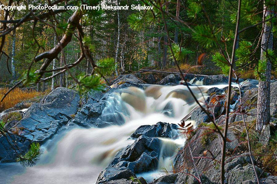 Creek, Outdoors, River, Water, Forest, Jungle, Rainforest