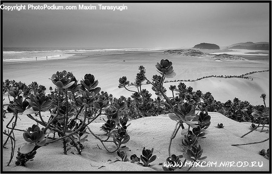 Plant, Potted Plant, Crowd, Coast, Outdoors, Sea, Water