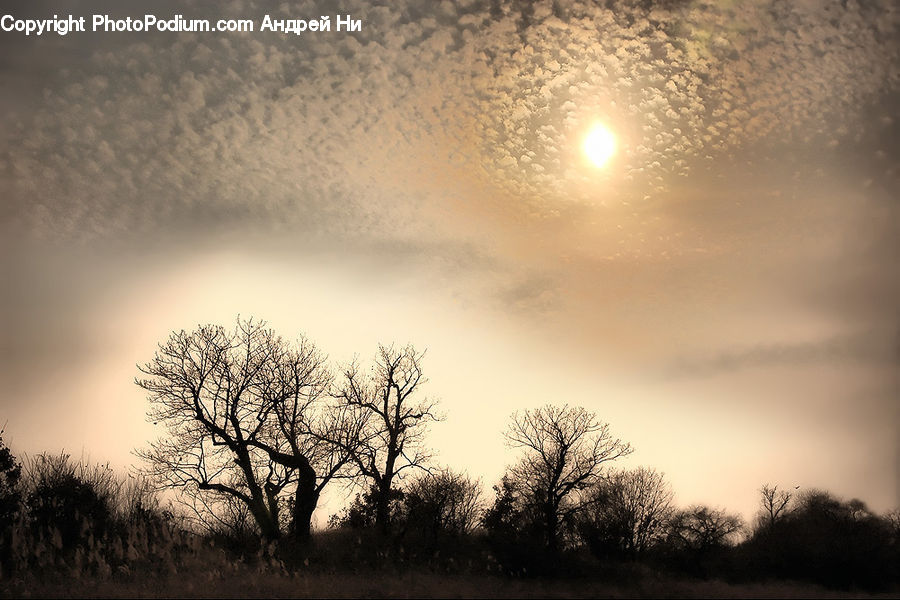 Fog, Dirt Road, Gravel, Road, Plant, Tree, Field