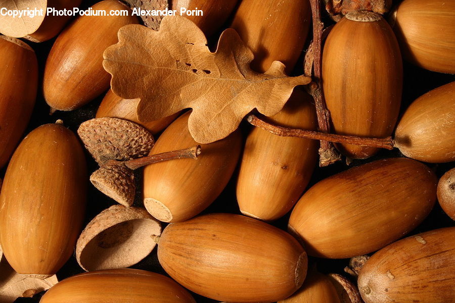 Acorn, Plant, Seed, Pumpkin, Squash, Vegetable, Produce