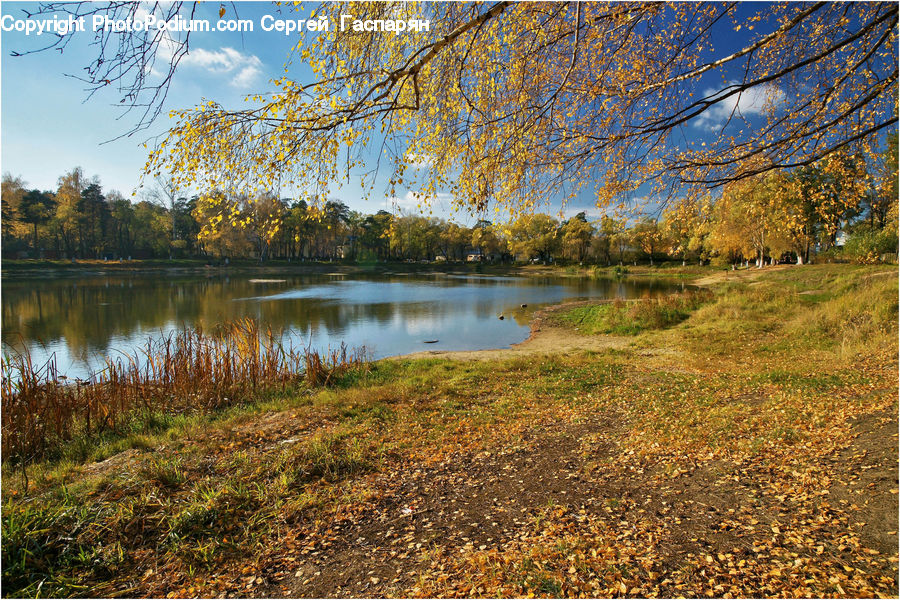Outdoors, Pond, Water, Field, Grass, Grassland, Plant