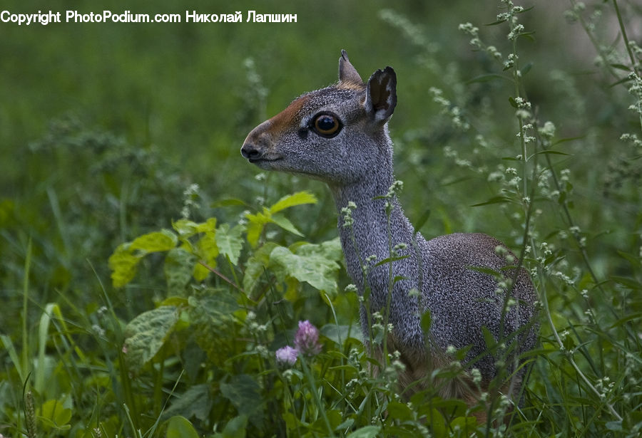 Animal, Mammal, Rodent, Squirrel, Deer, Wildlife, Field