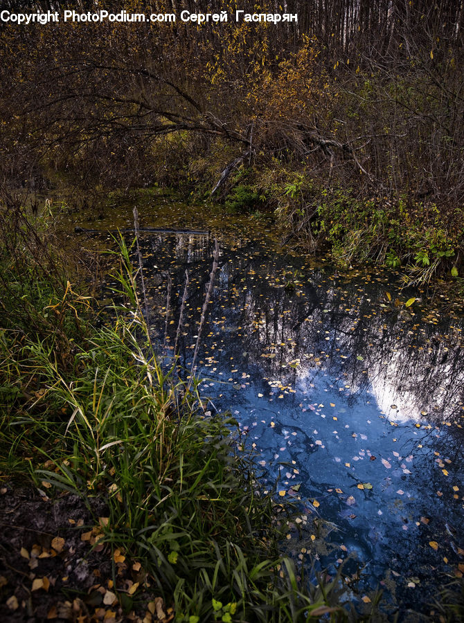 Land, Marsh, Pond, Swamp, Water, Creek, Outdoors
