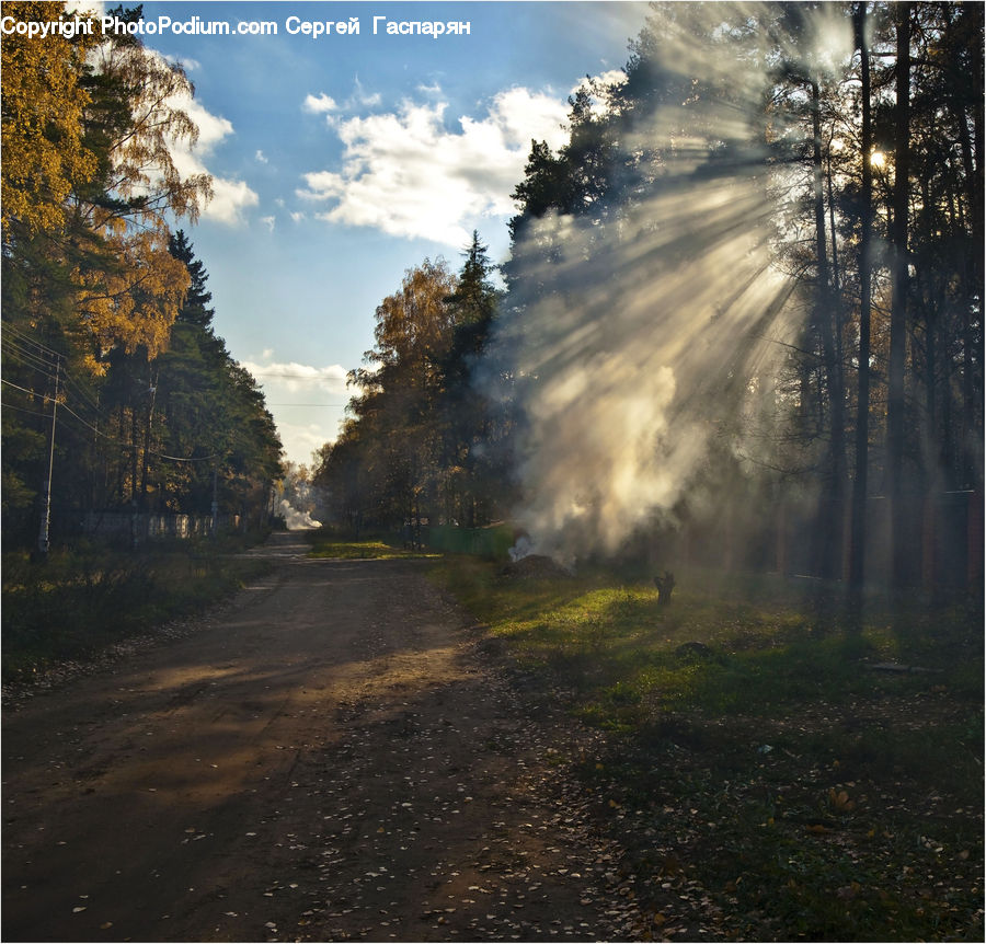 Dirt Road, Gravel, Road, Flare, Light, Sunlight, Forest