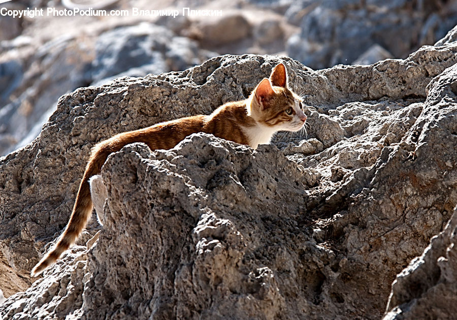 Soil, Abyssinian, Animal, Cat, Mammal, Pet, Rattlesnake