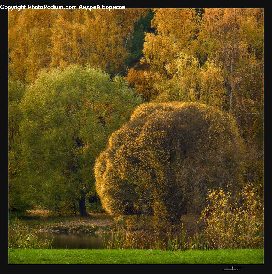Conifer, Fir, Plant, Tree, Grassland, Mound, Field