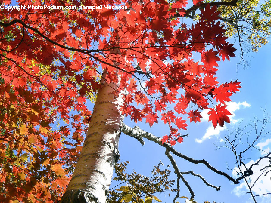 Maple, Tree, Wood, Birch, Plant, Oak, Sycamore