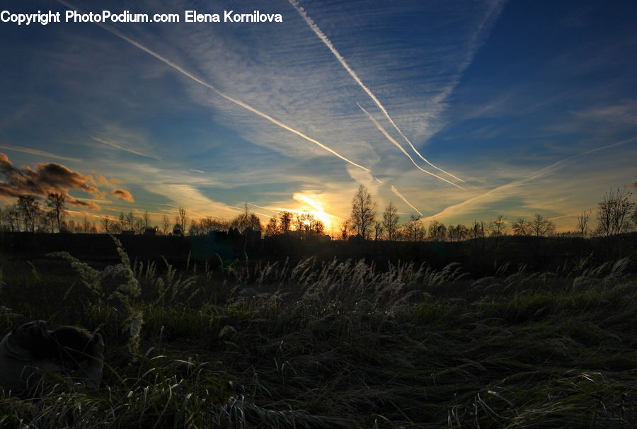 Field, Grass, Grassland, Land, Outdoors, Plant, Dawn