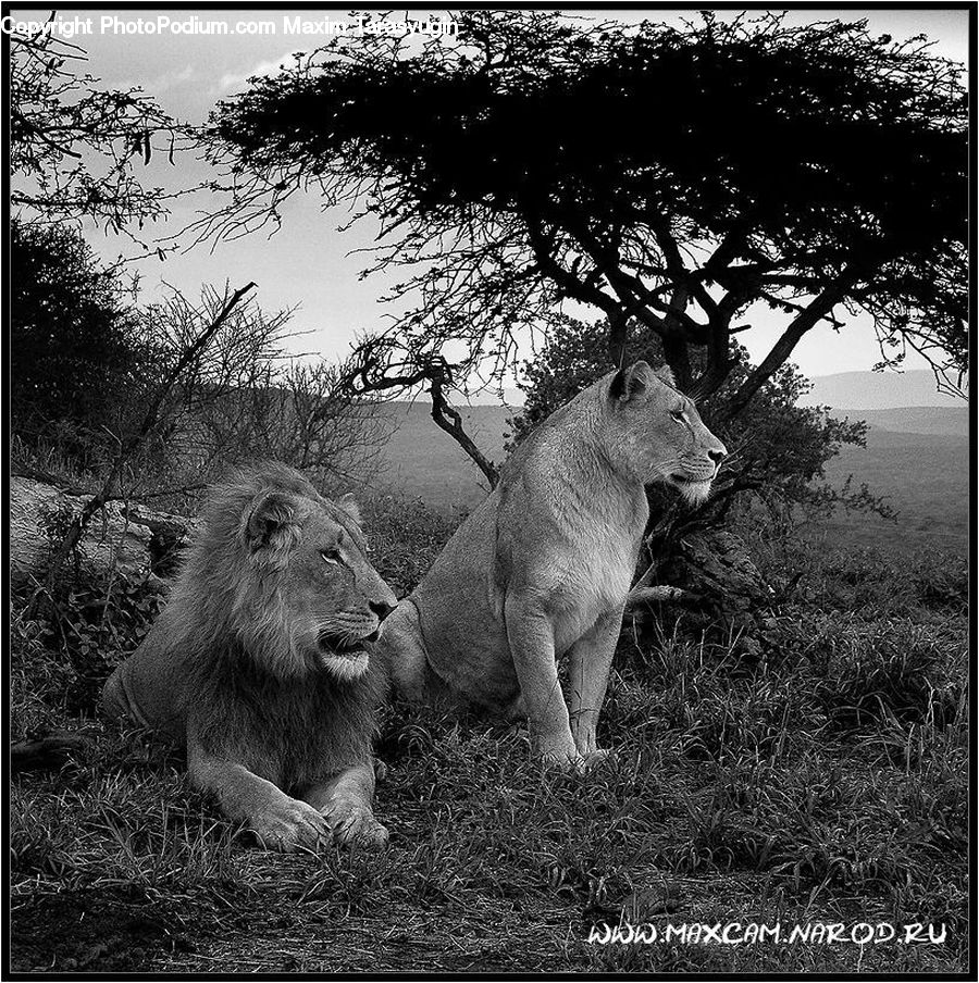 Animal, Zoo, Baboon, Mammal, Monkey, Bush, Plant
