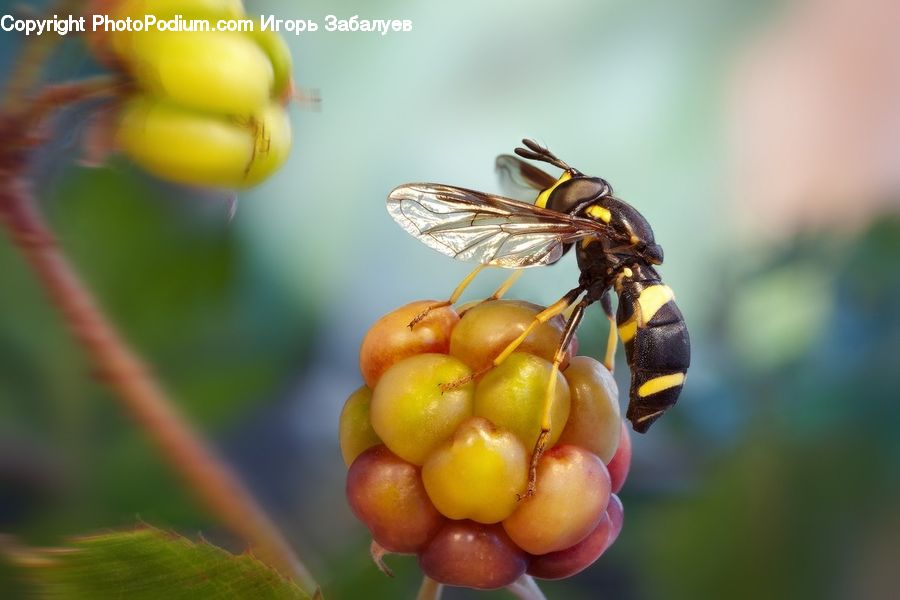 Bee, Hornet, Insect, Invertebrate, Wasp, Citrus Fruit, Fruit
