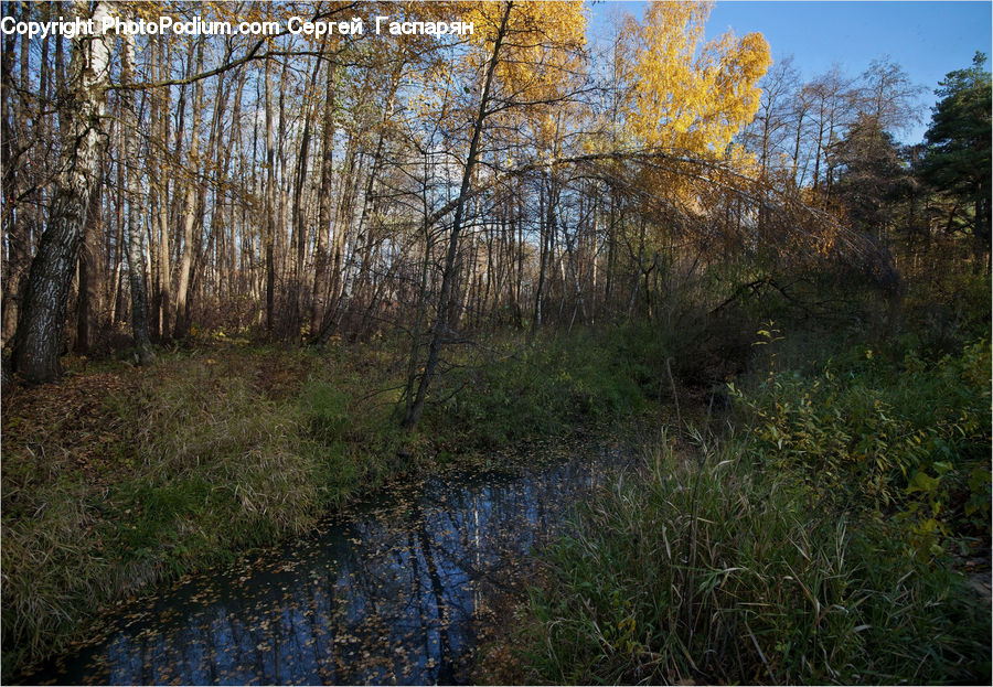 Land, Marsh, Outdoors, Swamp, Water, Birch, Tree
