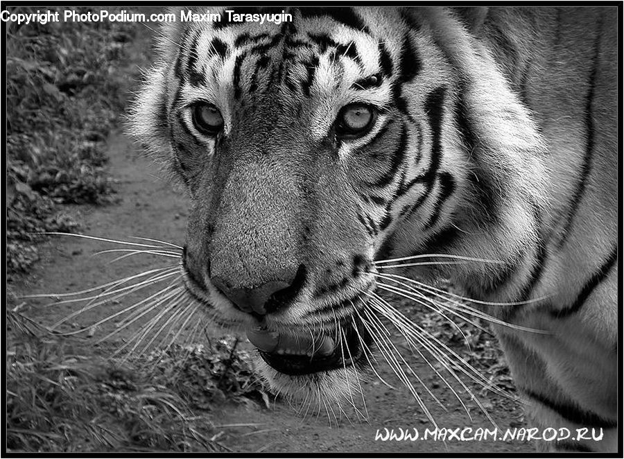 Animal, Mammal, Tiger