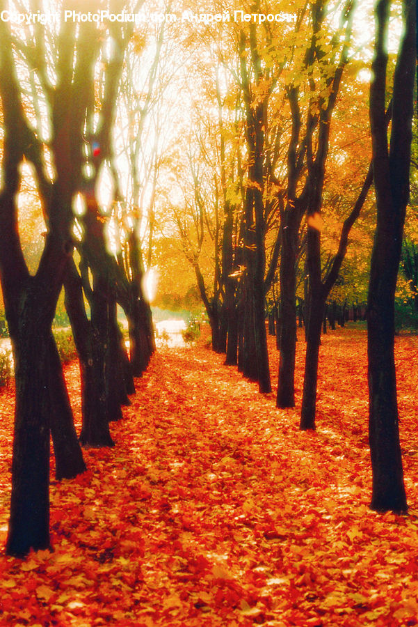 Flare, Light, Sunlight, Plant, Tree, Dirt Road, Gravel