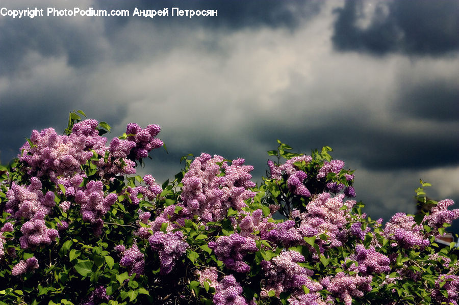 Blossom, Flower, Lilac, Plant, Potted Plant, Bush, Vegetation