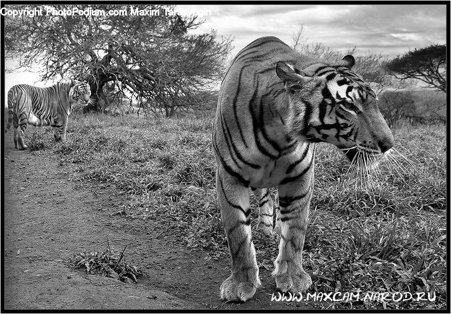 Animal, Mammal, Tiger, Zebra