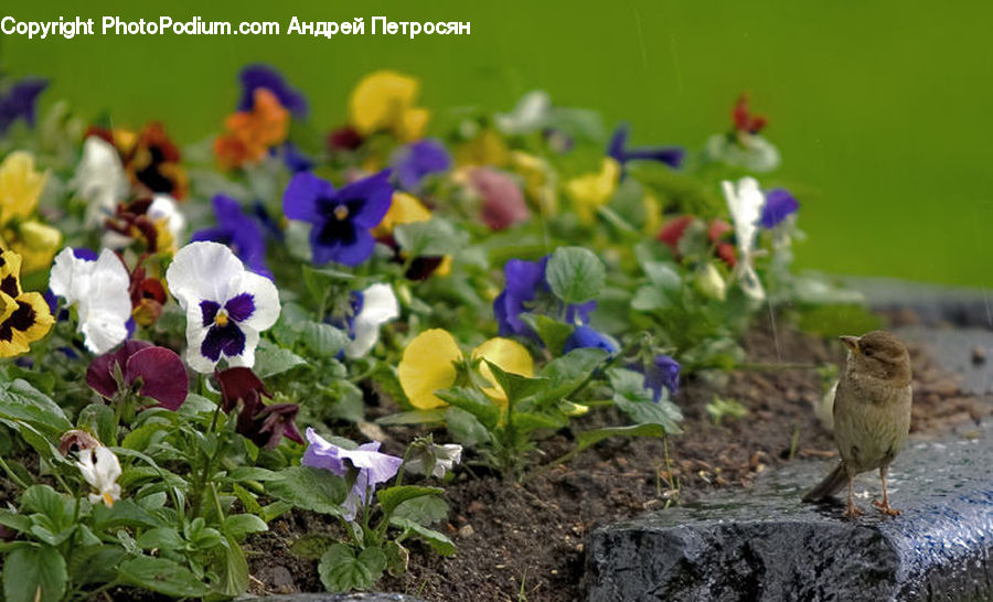 Blossom, Flora, Flower, Pansy, Plant, Potted Plant, Violet
