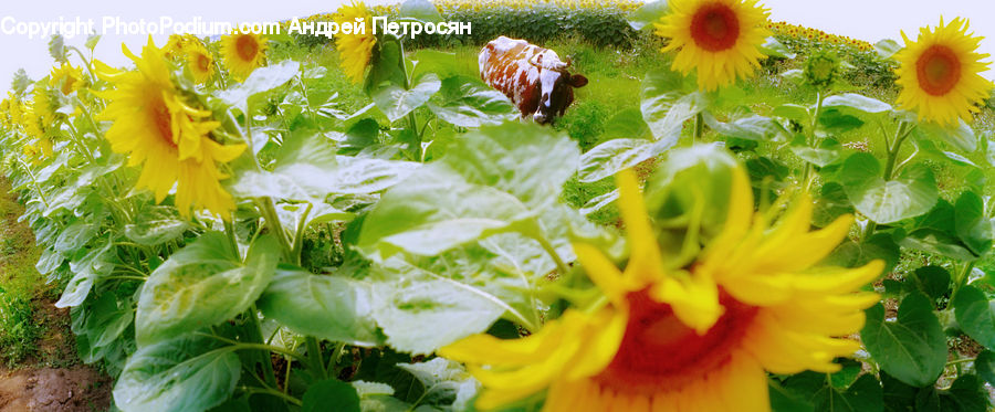 Blossom, Flora, Flower, Plant, Sunflower, Flower Arrangement, Flower Bouquet