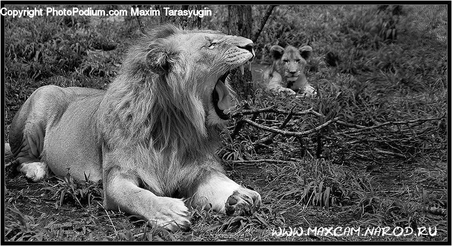 Animal, Lion, Wildlife, Outdoors