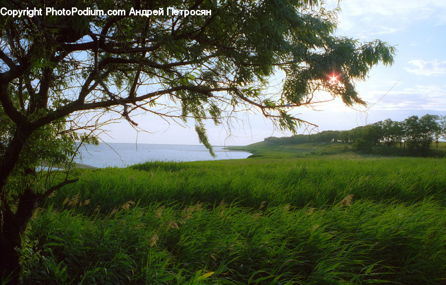 Field, Grass, Grassland, Plant, Land, Outdoors, Bush