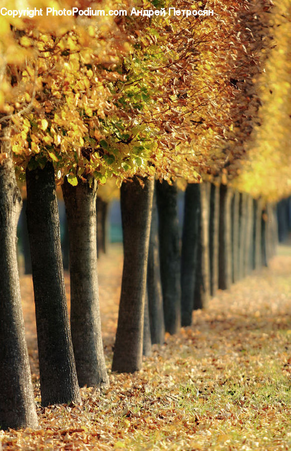 Moss, Plant, Tree Trunk, Field, Grass, Grassland, Bush