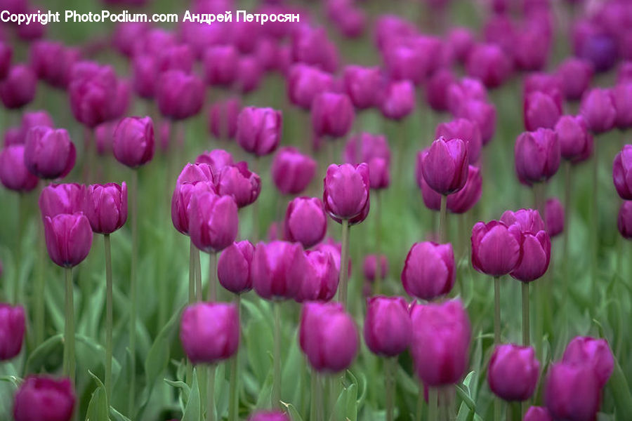 Blossom, Flora, Flower, Plant, Tulip, Crocus, Field