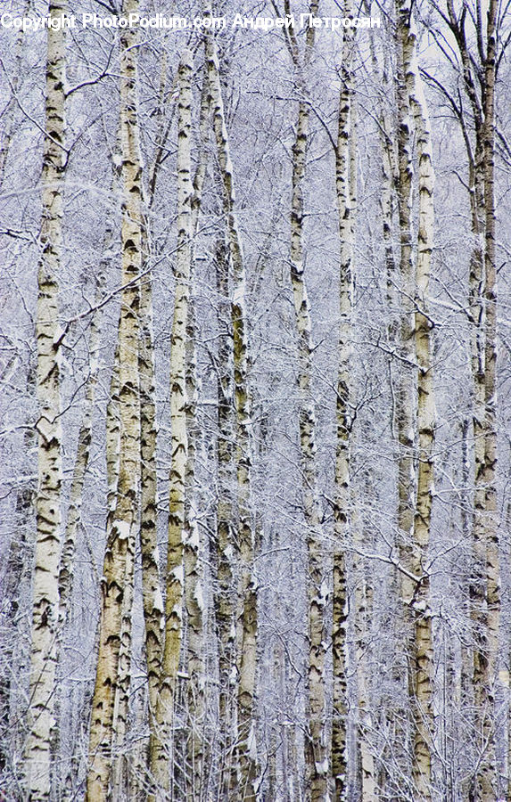 Birch, Tree, Wood