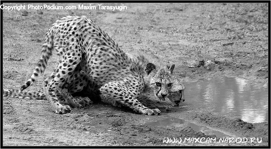 Animal, Cheetah, Leopard, Wildlife, Snow Leopard, Zoo
