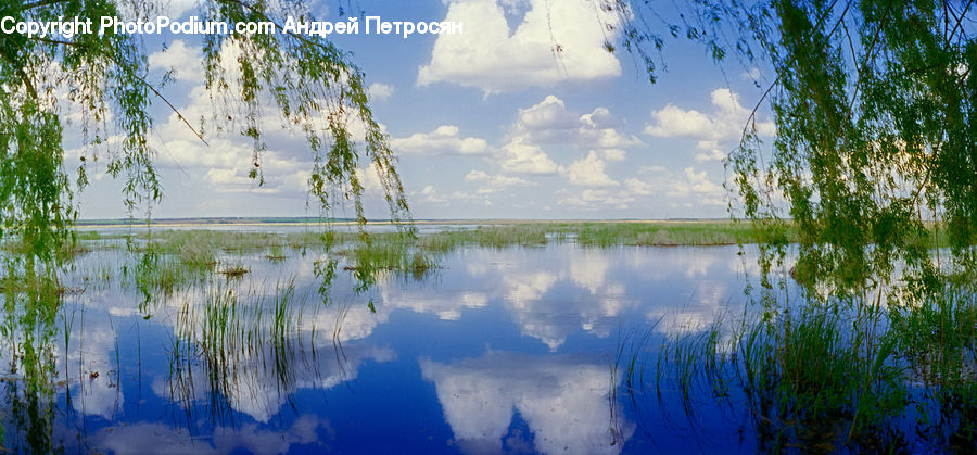 Land, Marsh, Outdoors, Swamp, Water, Pond, Field