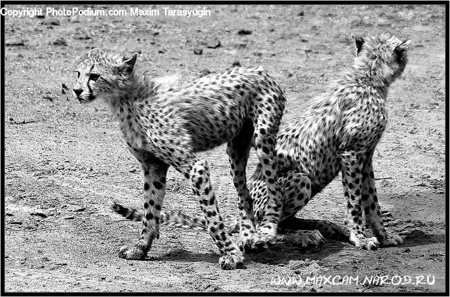 Animal, Cheetah, Leopard, Zoo