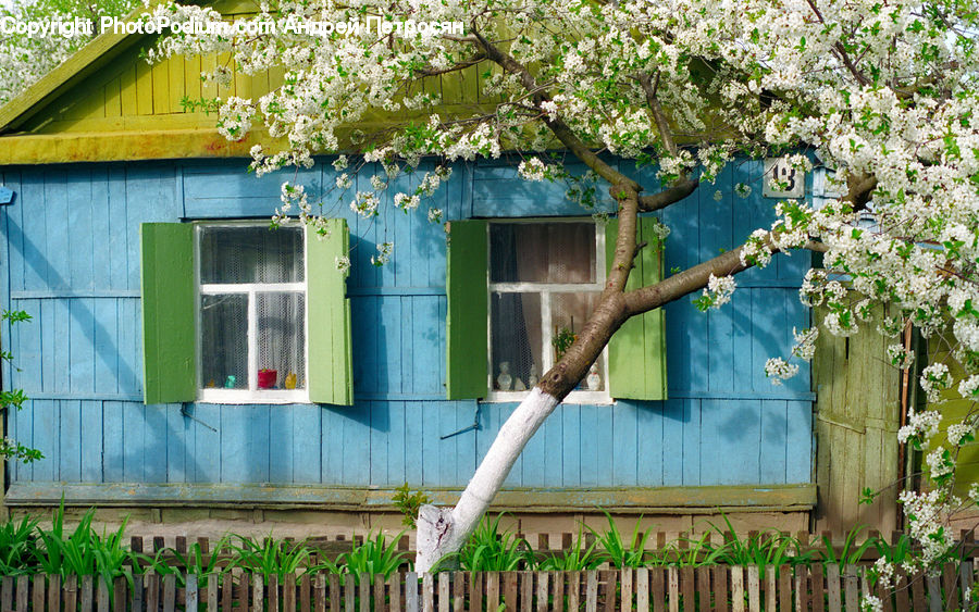 Ivy, Plant, Vine, Blossom, Flora, Flower, Backyard
