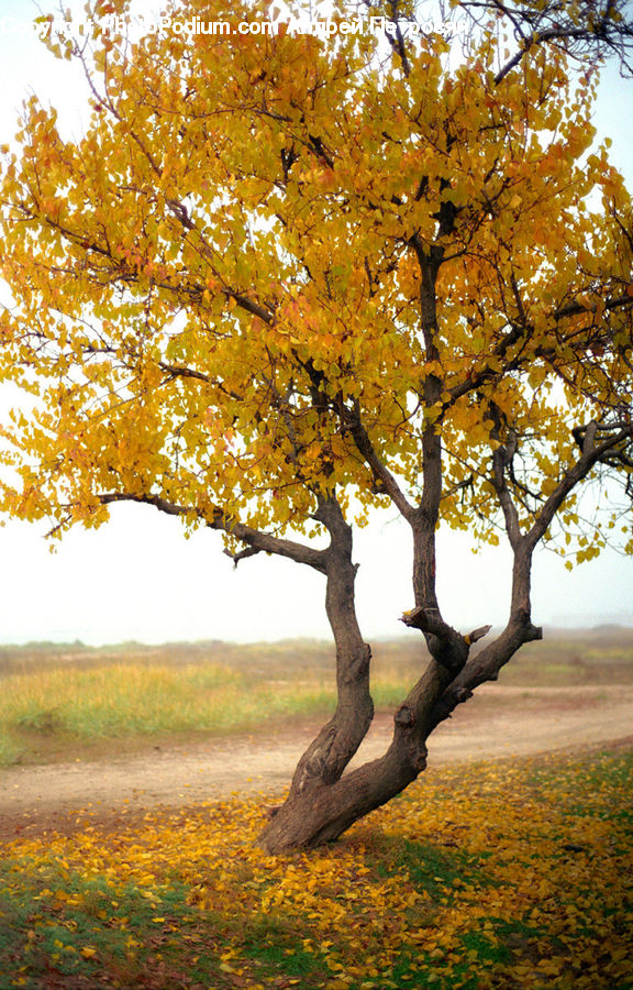 Plant, Tree, Oak, Wood, Sycamore, Tree Trunk, Blossom